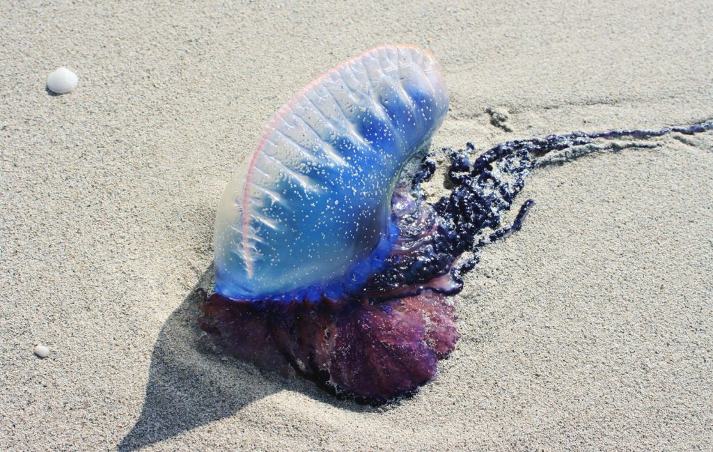 bluebottle jellyfish hazards byron bay snorkeling