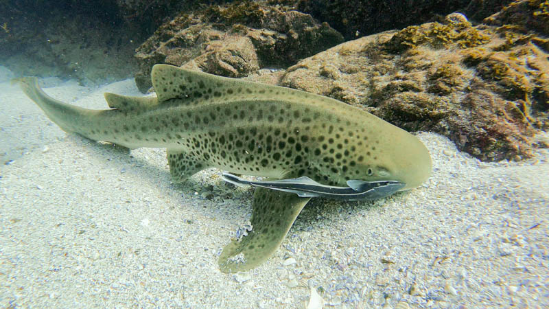 Diving in Byron Bay with leopard sharks