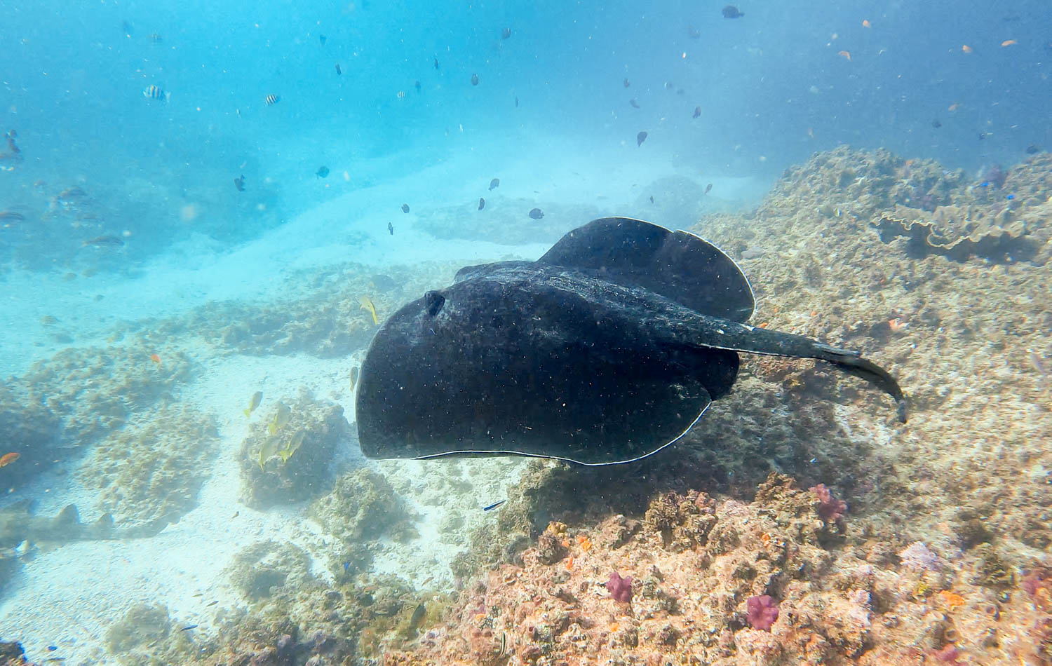 Scuba Diving Byron Bay Complete Guide – Bull Ray