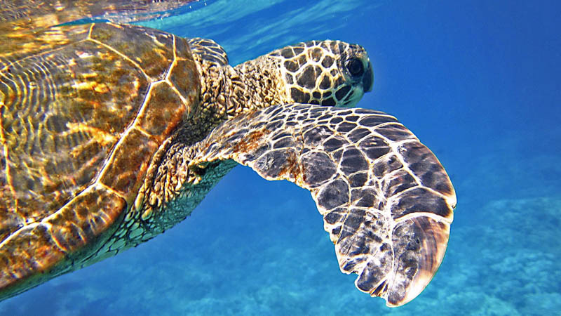 Best things to do Byron Bay - snorkelling