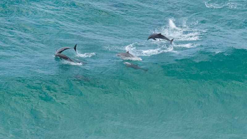Byron Bay activities – dolphin & whale watching