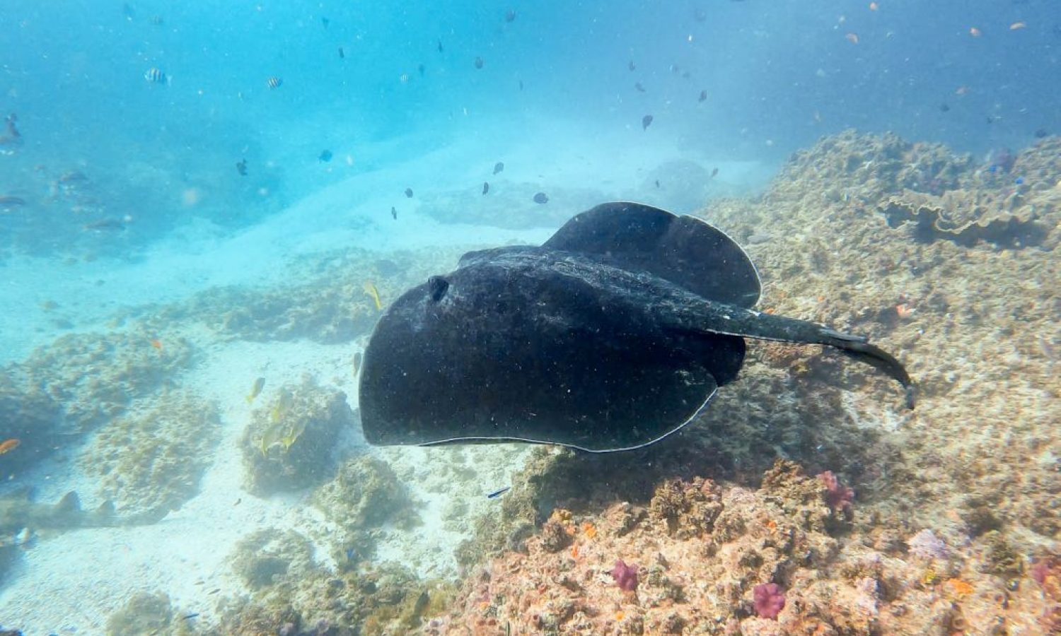 Scuba Diving Byron Bay Complete Guide – Bull Ray