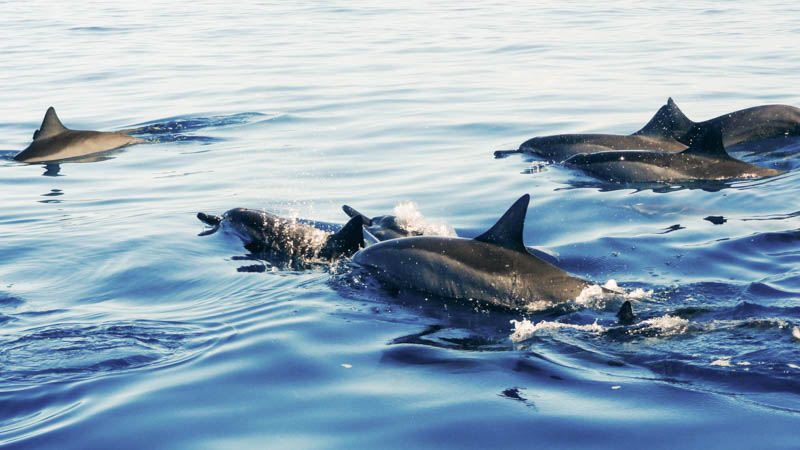 Dolphin kayaking Byron Bay